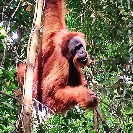 On The Rocks Bungalows, Restaurant And Jungle Trekking Tours Bukit Lawang Exterior foto