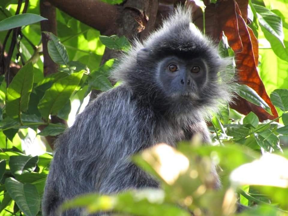 On The Rocks Bungalows, Restaurant And Jungle Trekking Tours Bukit Lawang Exterior foto