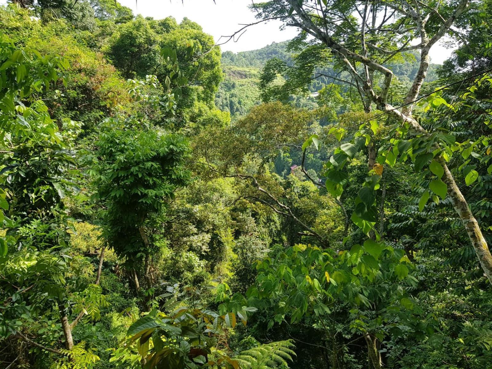 On The Rocks Bungalows, Restaurant And Jungle Trekking Tours Bukit Lawang Exterior foto