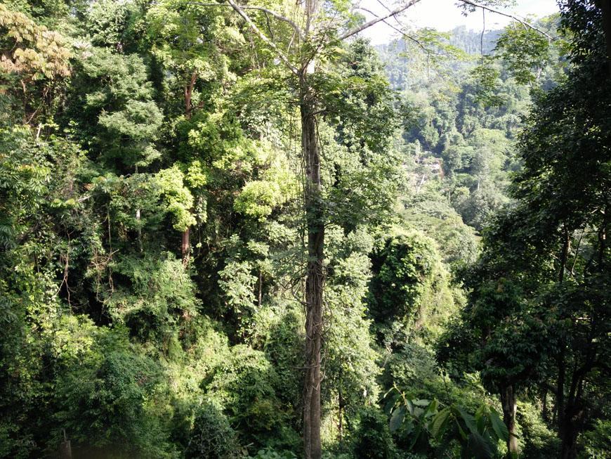 On The Rocks Bungalows, Restaurant And Jungle Trekking Tours Bukit Lawang Exterior foto